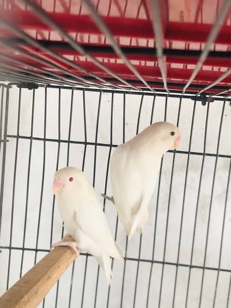 Lovebirds,Albino,Cremino,Parblue Pastelino,Decino, 2