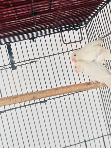 Lovebirds,Albino,Cremino,Parblue Pastelino,Decino, 3