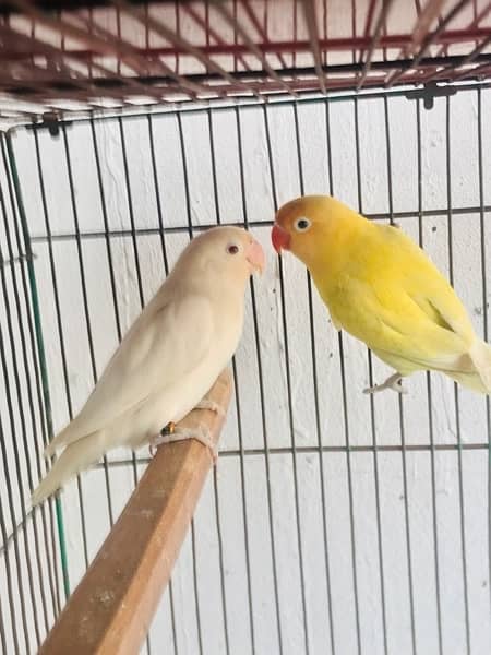 Lovebirds,Albino,Cremino,Parblue Pastelino,Decino, 4