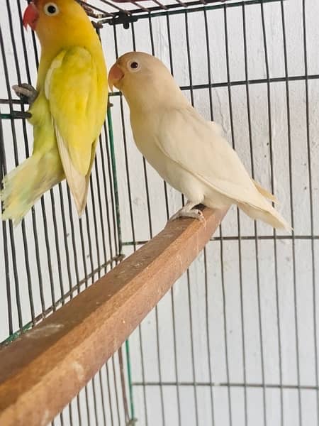 Lovebirds,Albino,Cremino,Parblue Pastelino,Decino, 5