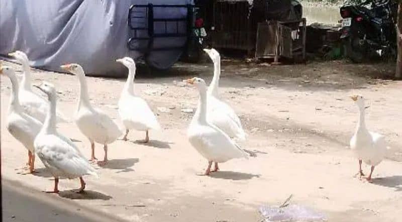 long neck ducks 1