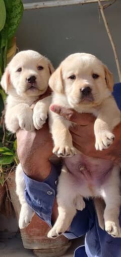 Labrador retriever pedgri puppies