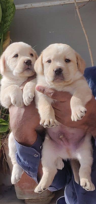 Labrador retriever pedgri puppies 2