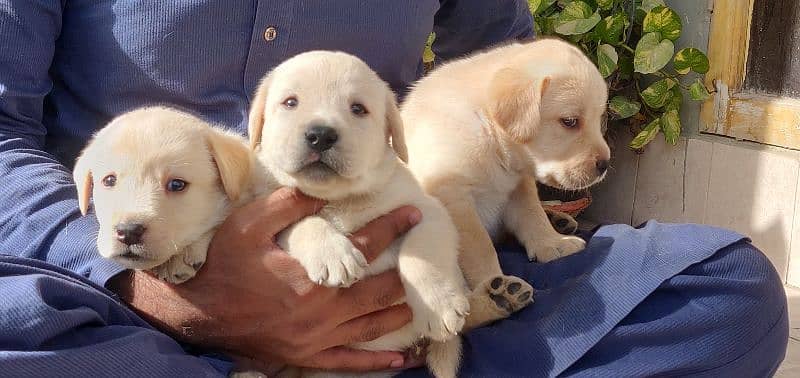 Labrador retriever pedgri puppies 5