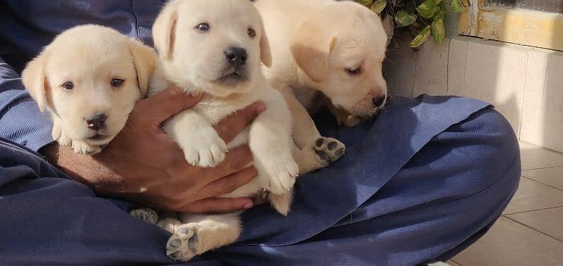 Labrador retriever pedgri puppies 6