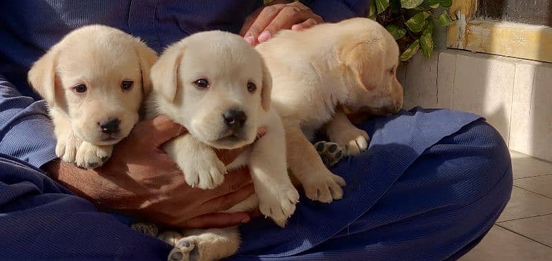 Labrador retriever pedgri puppies 7