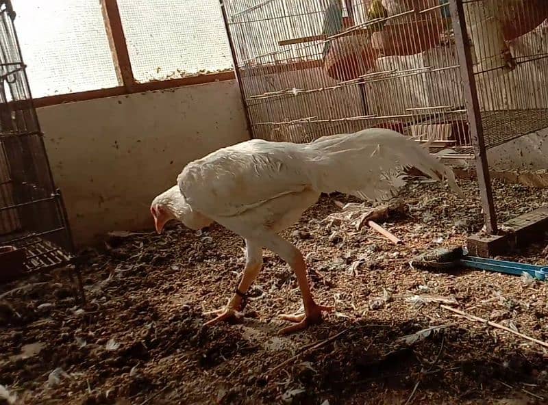 Aseel heera male (white murgha) for sale 3