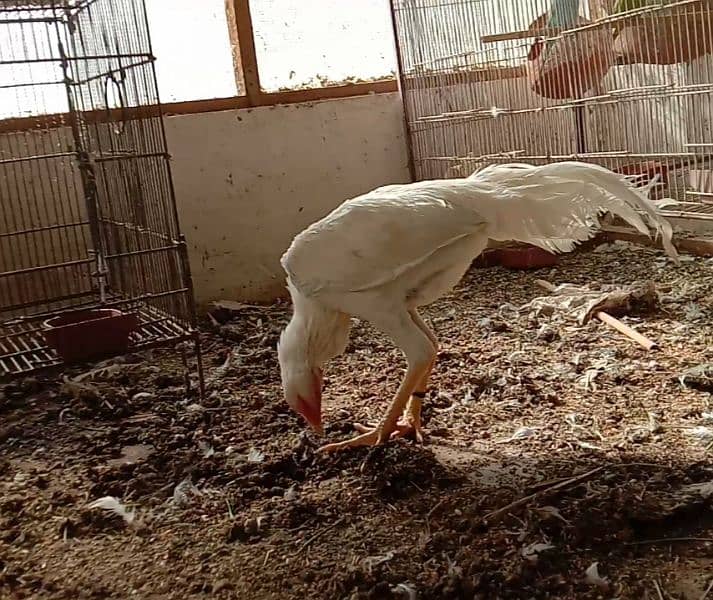 Aseel heera male (white murgha) for sale 4