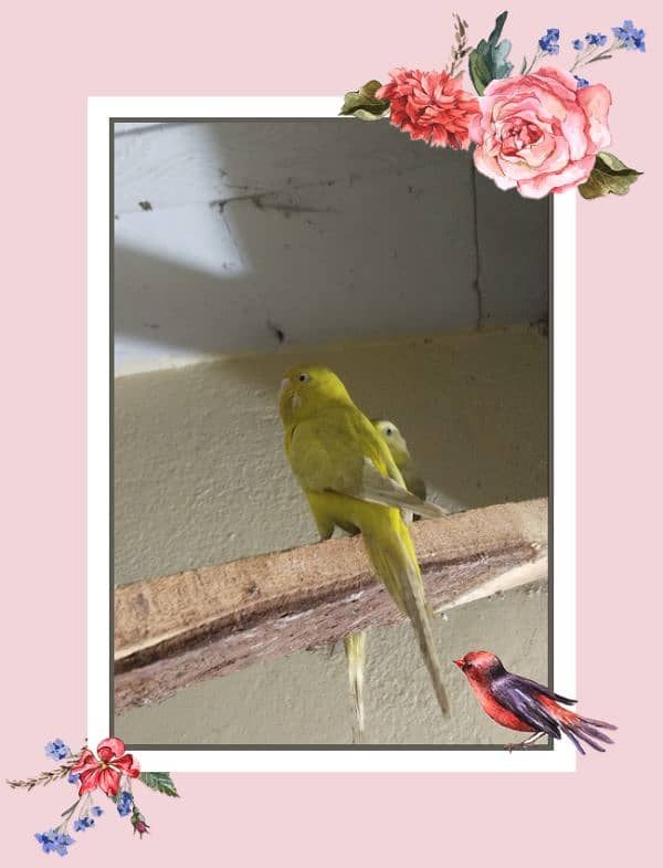 Beautiful Budgies parrot 1