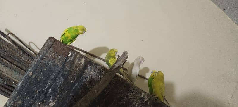 Beautiful Budgies parrot 2