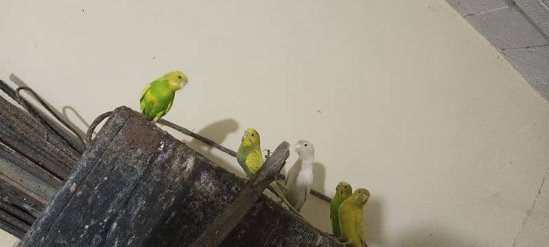 Beautiful Budgies parrot 3