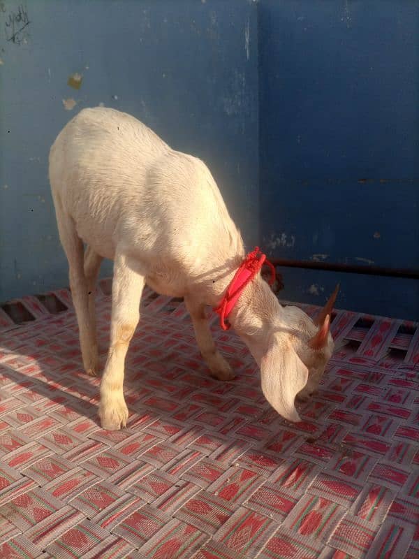 Bakra 1