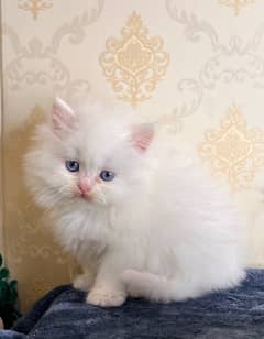 high quality kitten|Punch face Kittens|persian cat|cute|tripple|fluffy