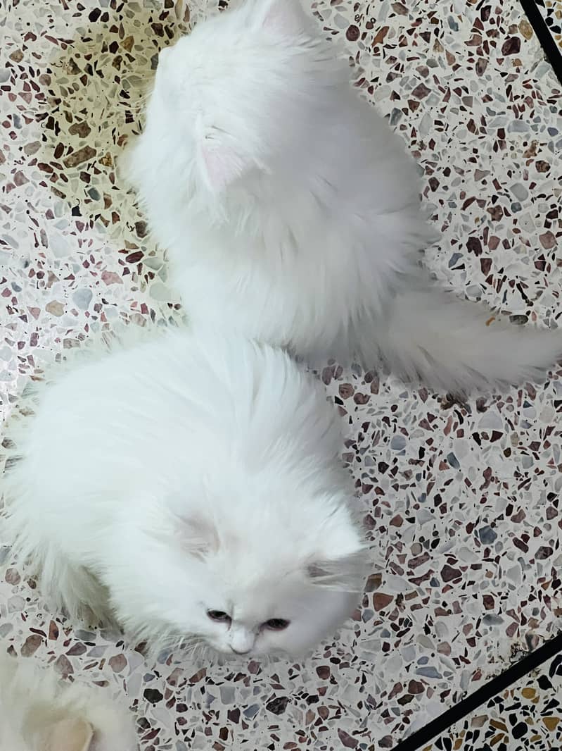 Pure Persian triple coat pure white kitten 1