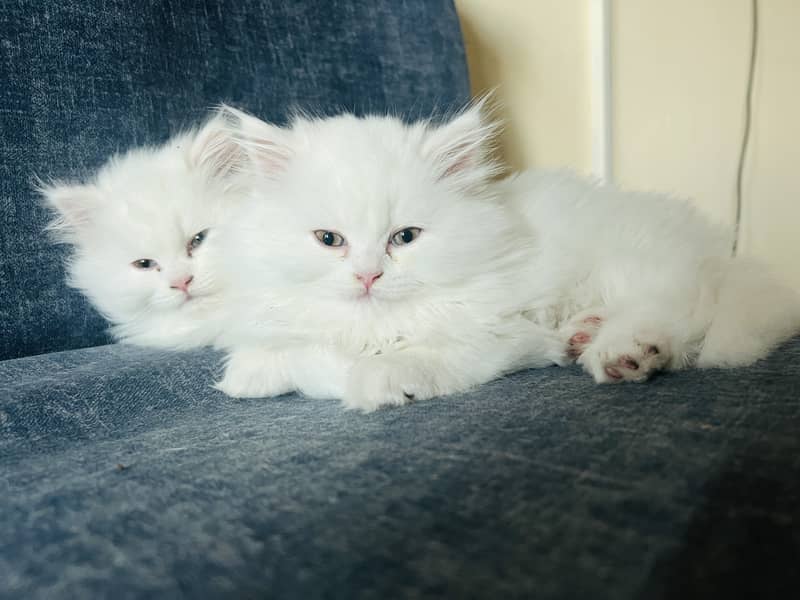 Pure Persian triple coat pure white kitten 2