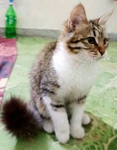 mix breed percian cat