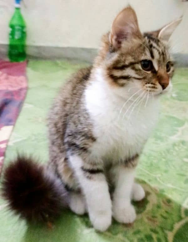 mix breed percian cat 0