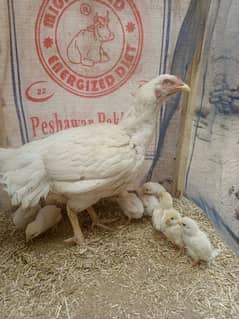 12 days mianwali chicks available