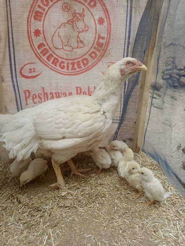 12 days mianwali chicks available 0