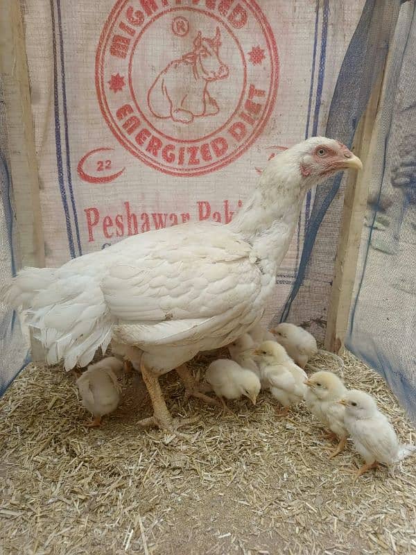 12 days mianwali chicks available 2