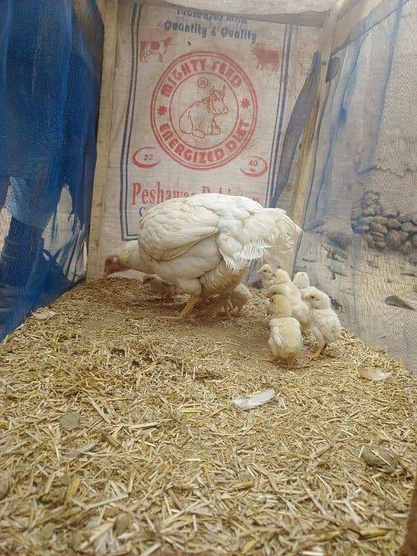 12 days mianwali chicks available 4