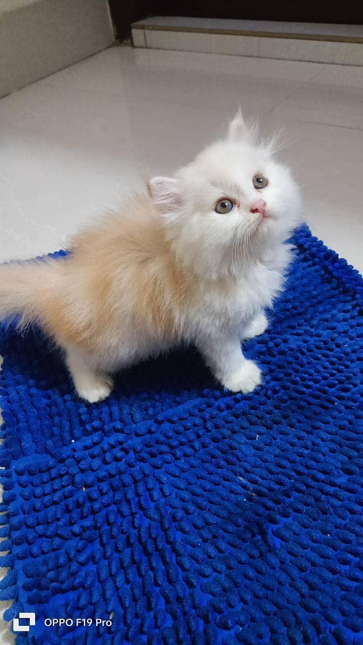 Persian Kitten triple Coated 03439277208 WhatsApp Number 0