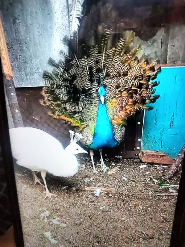 peacock pair for sale 0