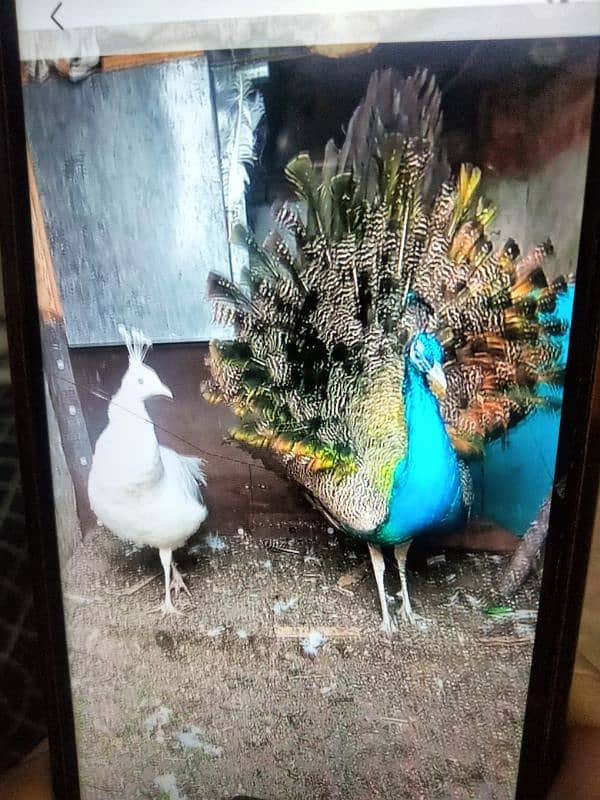 peacock pair for sale 1