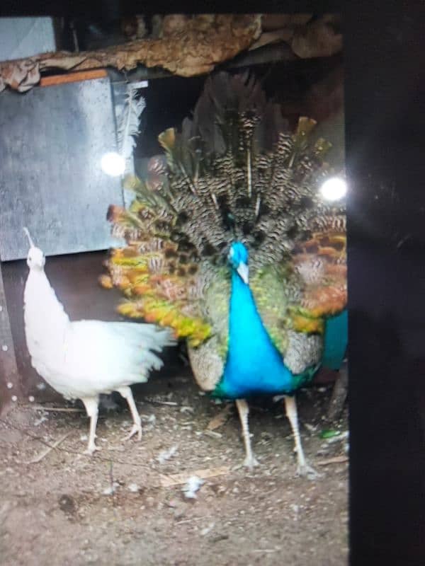 peacock pair for sale 2