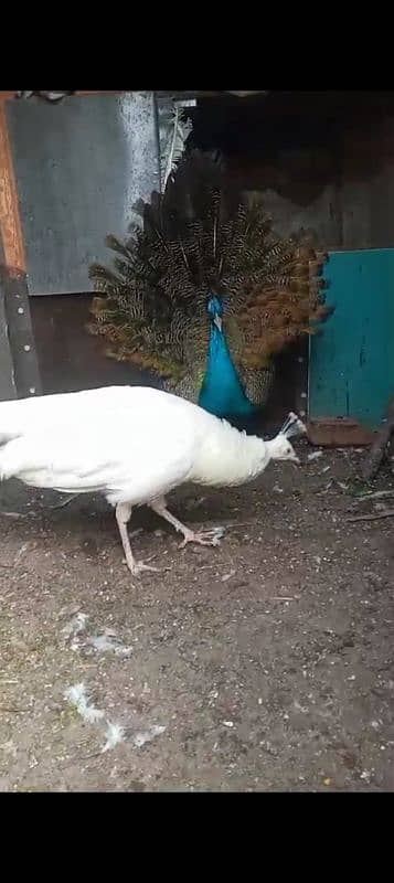 peacock pair for sale 3