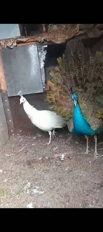 peacock pair for sale 4