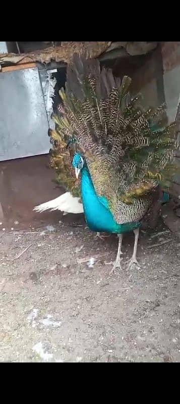 peacock pair for sale 5