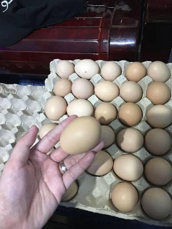 Desi golden misri murgiya for sale. 3