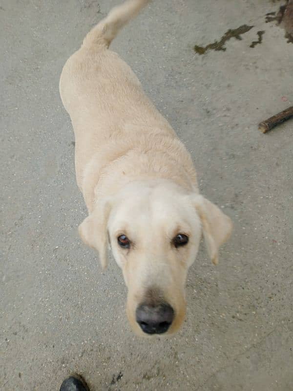 Russian male Labrador female for sale 4