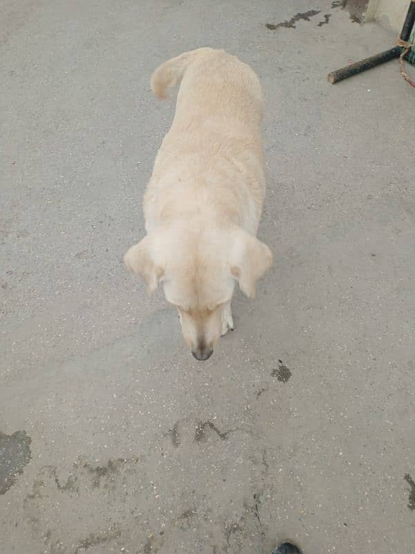 Russian male Labrador female for sale 5