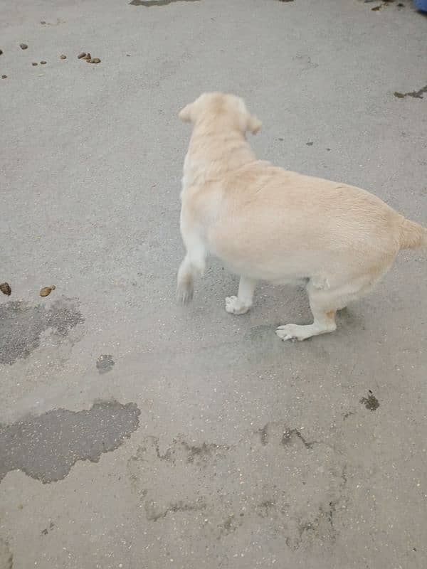 Russian male Labrador female for sale 6