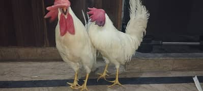 WHITE COCKS JOORI