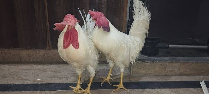 WHITE COCKS JOORI 1