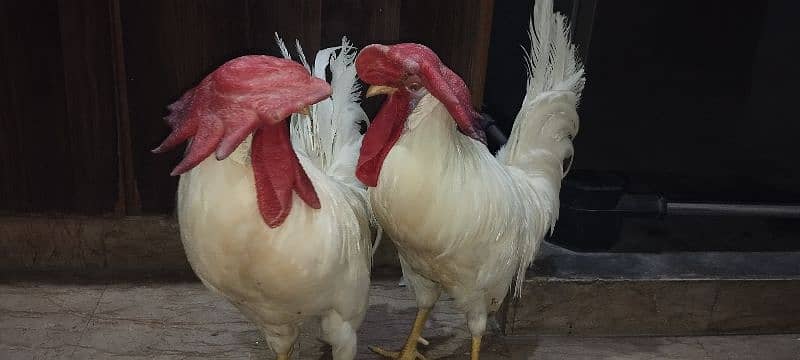 WHITE COCKS JOORI 2