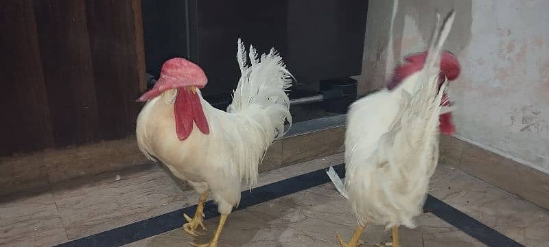 WHITE COCKS JOORI 3