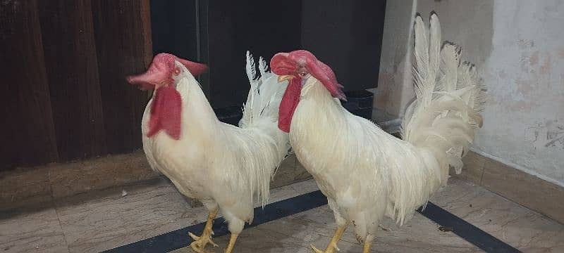 WHITE COCKS JOORI 4