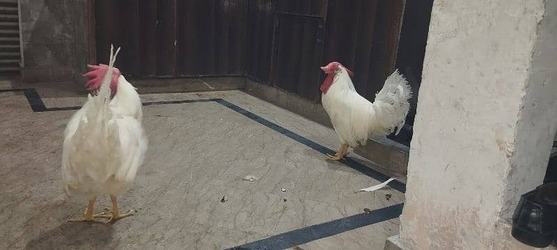 WHITE COCKS JOORI 5