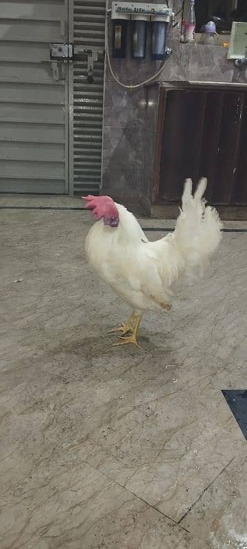 WHITE COCKS JOORI 7