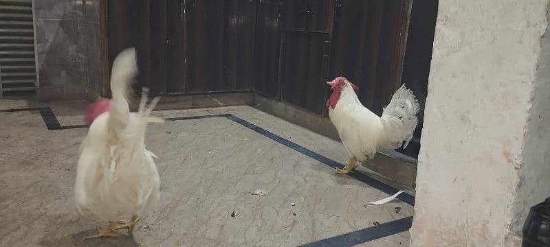 WHITE COCKS JOORI 8