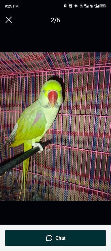 raw parrot for sale allah ho mitho mama talking video awlible 0