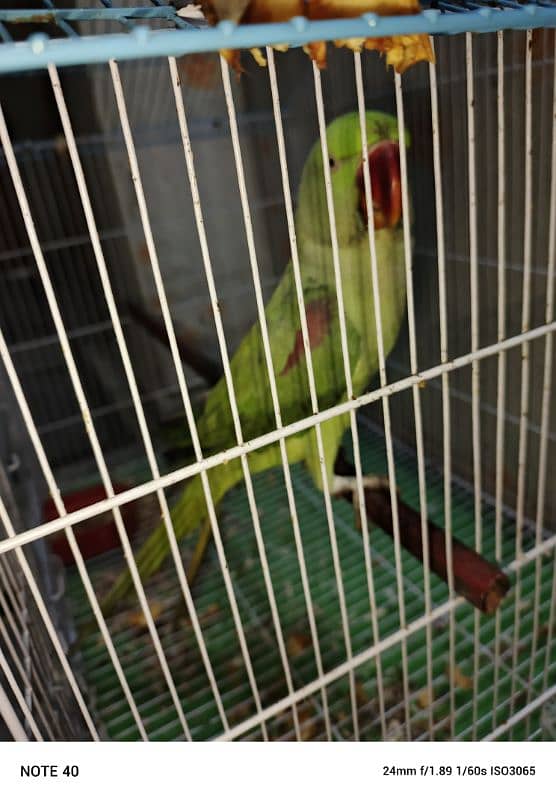 raw parrot for sale allah ho mitho mama talking video awlible 1