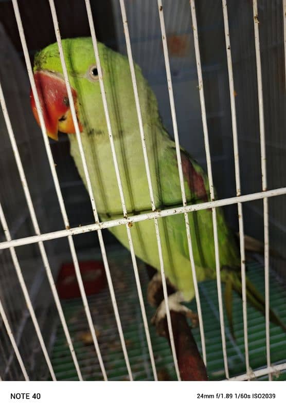 raw parrot for sale allah ho mitho mama talking video awlible 2