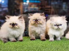 Persian hamalian british punch face piki face kitten 03439277208