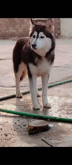 husky female