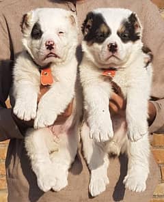 alabai dog pair 2 month for sale security dog